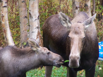 Moose and calf