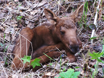 Baby Moose