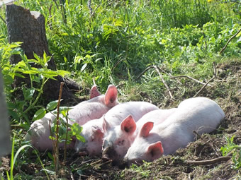 Livestock