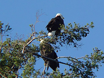 Eagles